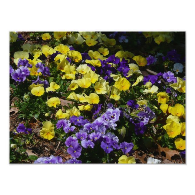 Foto La ladera de los Pansies morado y amarillo (Frente)