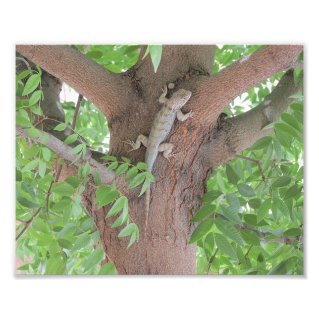 Foto La lagartija espinosa de Clark en un árbol (Frente)
