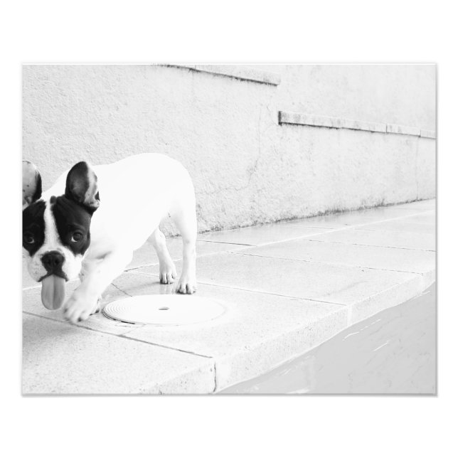 Foto La lengua del bulldog francés (Frente)