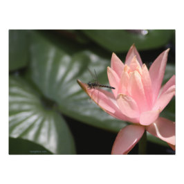 Foto La libélula en un estanque suburbano