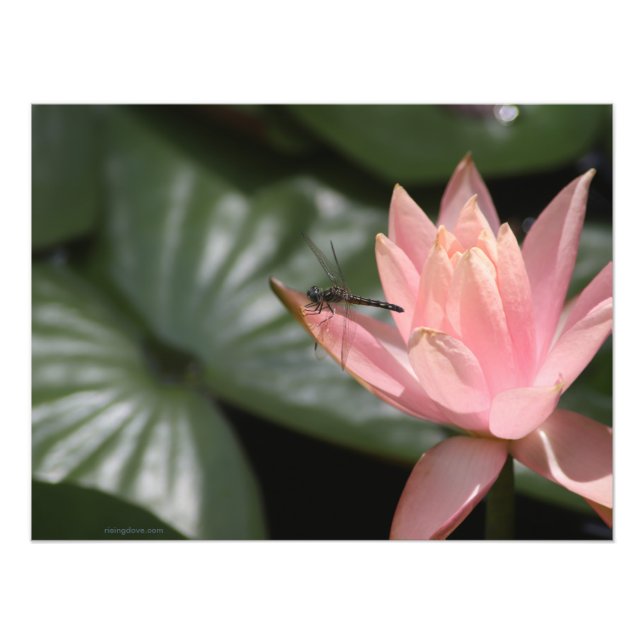 Foto La libélula en un estanque suburbano (Frente)