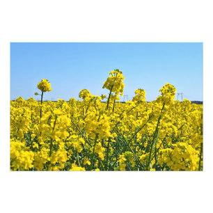 Foto La línea del horizonte - Colores de la naturaleza 