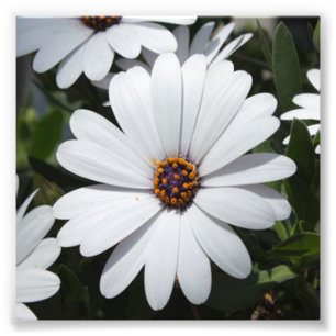Foto La margarita blanca está en flor
