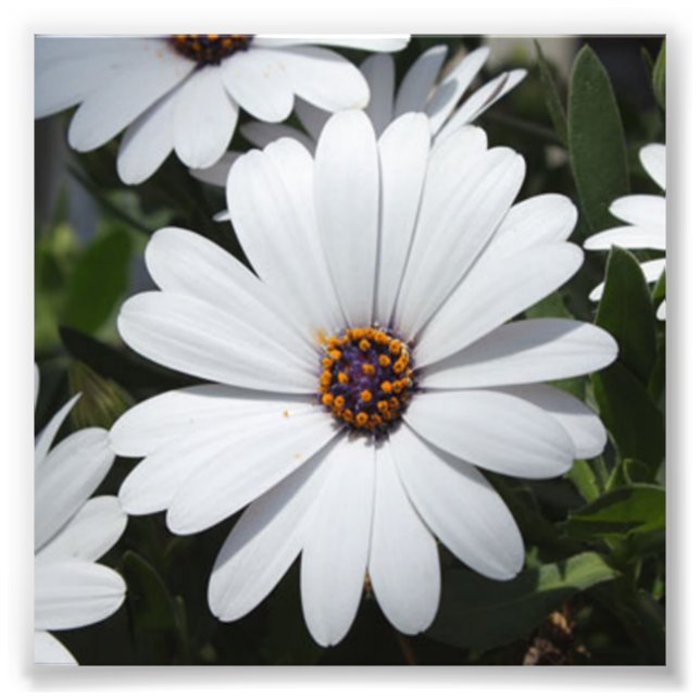 Foto La margarita blanca está en flor (Frente)