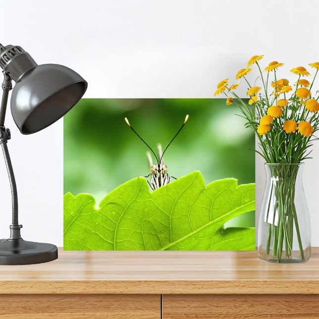 Foto La Mariposa Funeraria Peeks Sobre Leaf (Cute butterfly macro photography original nature print is perfect for your green home in the woods. )