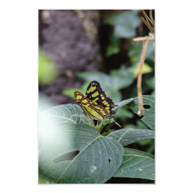 Foto La mariposa y las hojas (Frente)