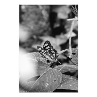 Foto La mariposa y las hojas (B&W)