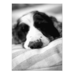 Foto La nariz de perro