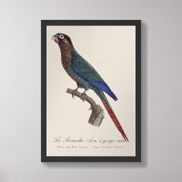 Foto La Perruche Ara, una especie de garganta