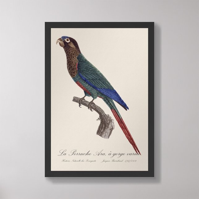 Foto La Perruche Ara, una especie de garganta (Subido por el creador)