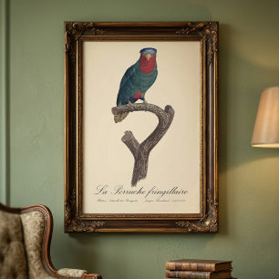 Foto La Perruche fringillaire