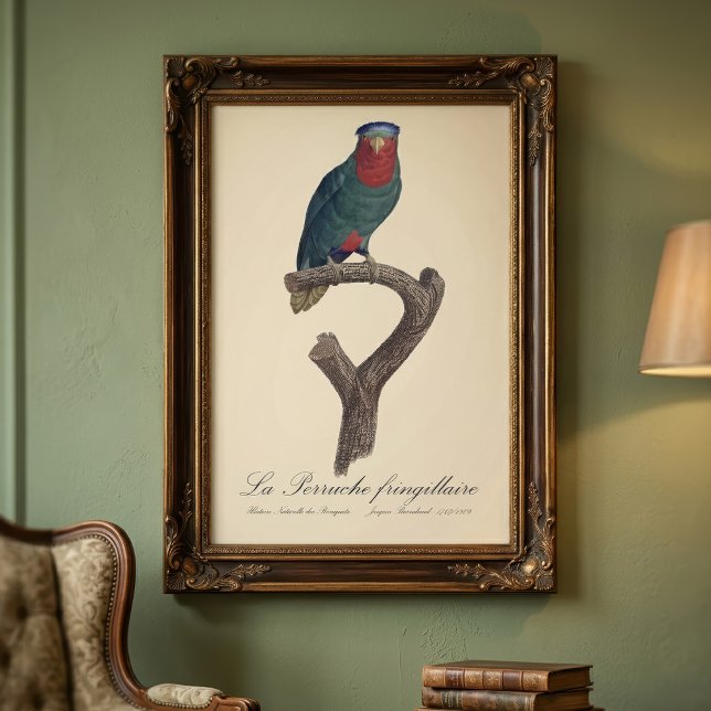 Foto La Perruche fringillaire (Blue-Crowned Lorikeet, Vini Australis. Photo Print)