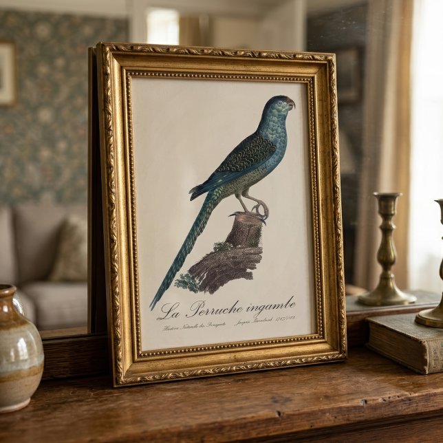 Foto La Perruche ingambe (Ground Parrot or Swamp Parrot, Pezoporus Wallicus. Photo Print)