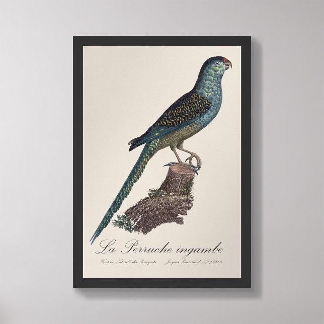 Foto La Perruche ingambe (Subido por el creador)