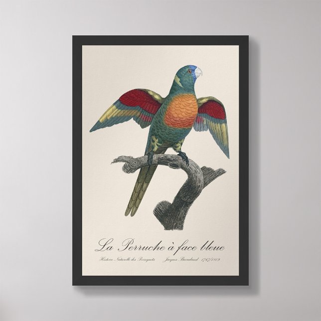 Foto La Perruche un deslumbramiento facial (Subido por el creador)