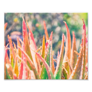 Foto La planta colorida del agavo inclina la impresión