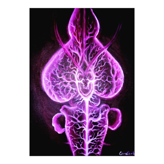 Foto La vascularización del sistema nervioso en roden (Frente)