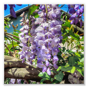 Foto La violeta florece glicinias