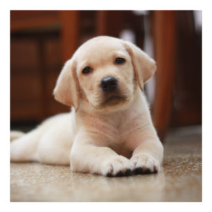 Foto Labrador amarillo bebé Perro picado tendido sobre
