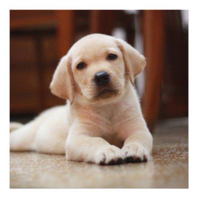 Foto Labrador amarillo bebé Perro picado tendido sobre  (Frente)