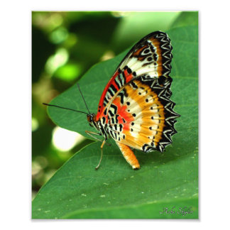Foto Lady Butterfly pintada