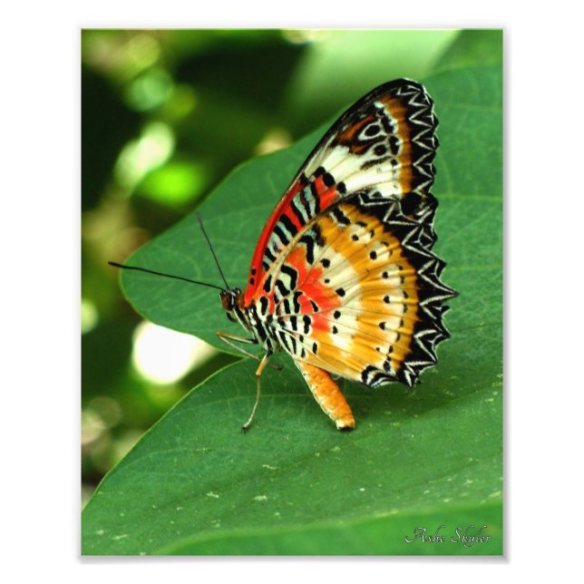 Foto Lady Butterfly pintada (Frente)