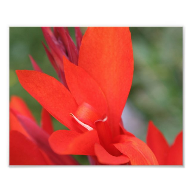 Foto "Lady in Red" Rojo Canna Lily Fotografía de clausu (Frente)