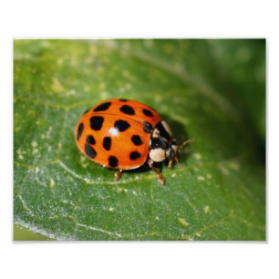 Foto Ladybug En El Cierre De Hojas 8x10
