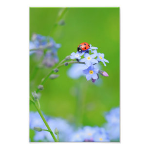 Foto Ladybug en Forget-me-not