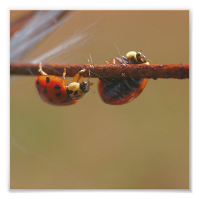 Foto Ladybugs Balancear Cerrar 8x8 (Frente)