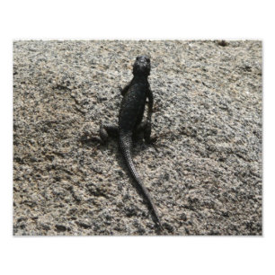 Foto Lagarto Negro