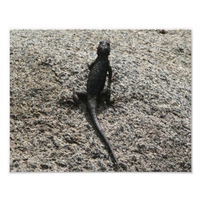 Foto Lagarto Negro (Frente)