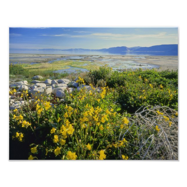 Foto LAGO BEAR, UT, ES, flor de mono & rodamonte, (Frente)