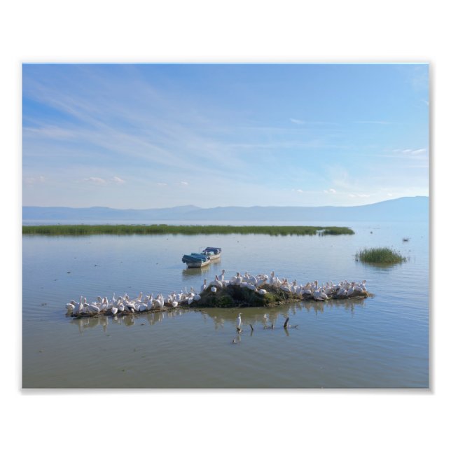 Foto Lago Chapala Pelicans (Frente)