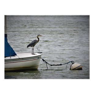 Foto "Lago Harriet Heron"