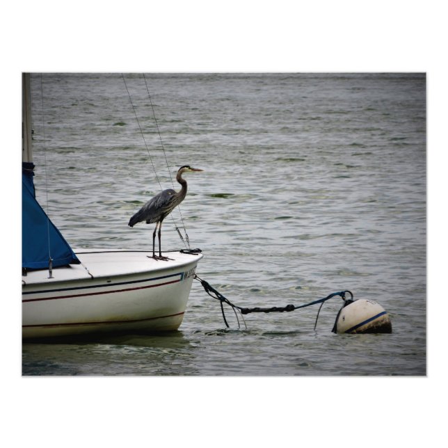 Foto "Lago Harriet Heron" (Frente)