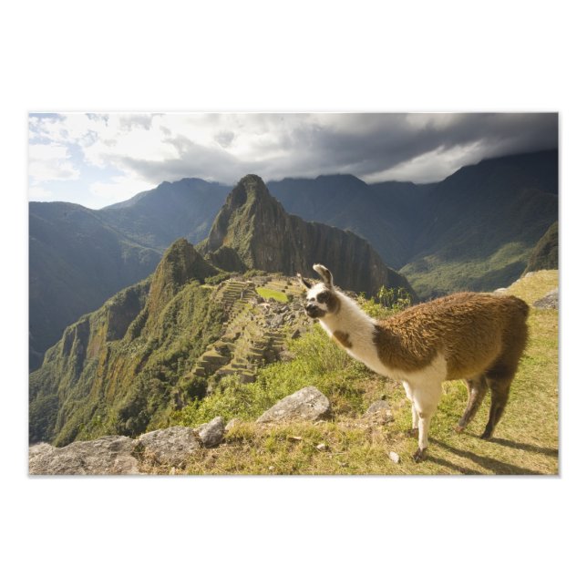 Foto Lamas y una mirada de Machu Picchu, (Frente)