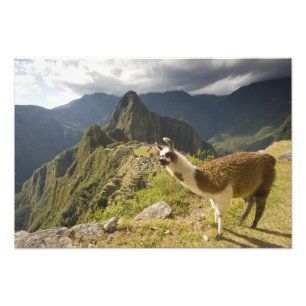 Foto Lamas y una mirada de Machu Picchu,