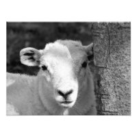 LAMB