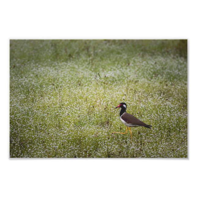 Foto Lapwing Bird on the Grass (Frente)