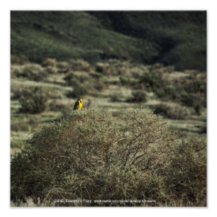 Foto Lark sobre el Bush