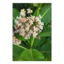 Las abejas se dividen y conquistan