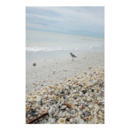 Foto Las conchas de Florida en la playa