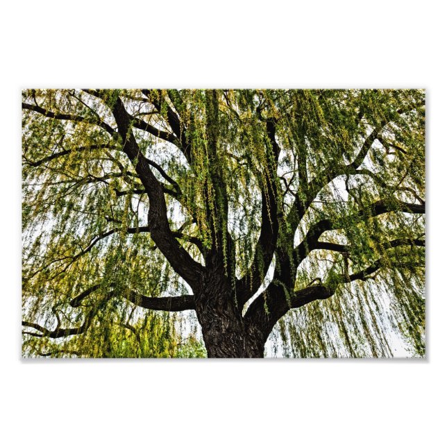 Foto las esperanzas de primavera apagadas (Frente)