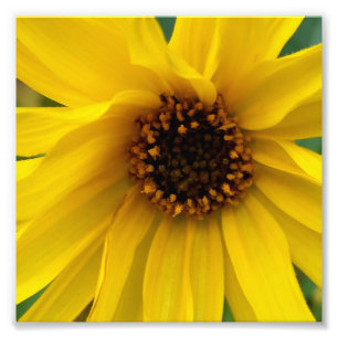 Foto las flores amarillas del otoño