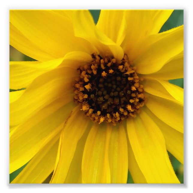 Foto las flores amarillas del otoño (Frente)