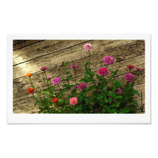 Foto Las flores de Abby