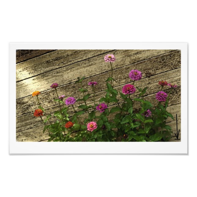 Foto Las flores de Abby (Frente)