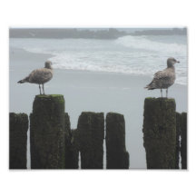 Las gaviotas marinas vigiladas