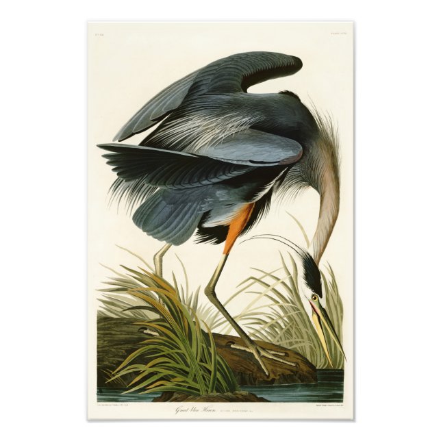 Foto Las grandes aves de América de la garza azul John  (Frente)